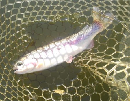 大安トラウトレイク釣果